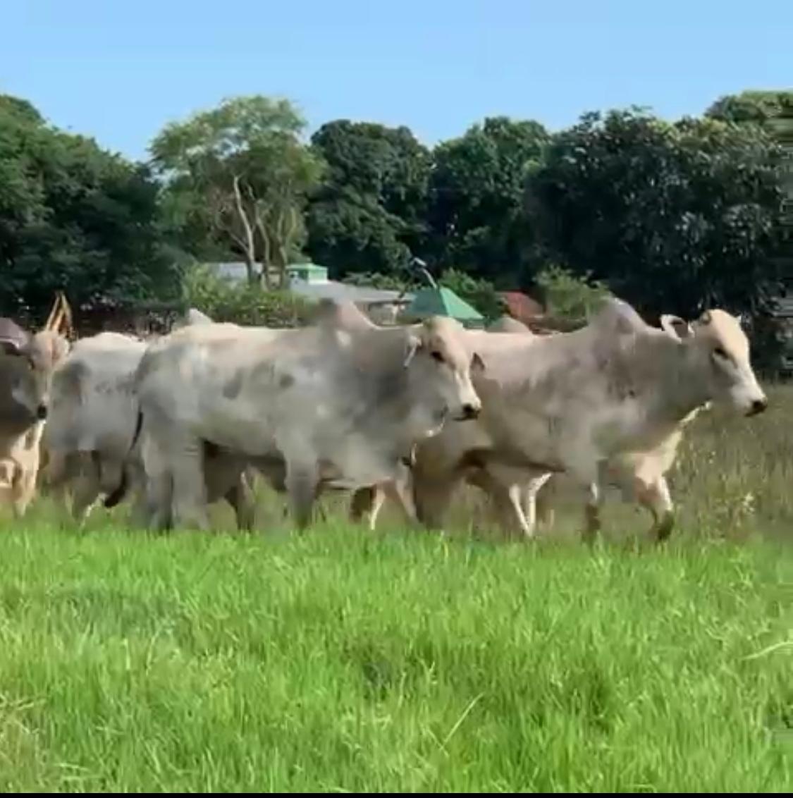 Touros Nelore PO - Faz Boqueirãozinho